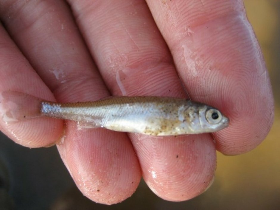 Малёк Амурской щуки