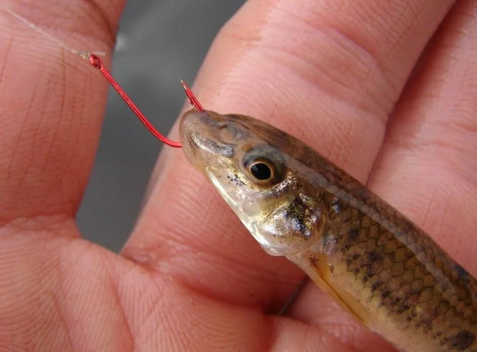 Маленький щурёнок в руках трофей