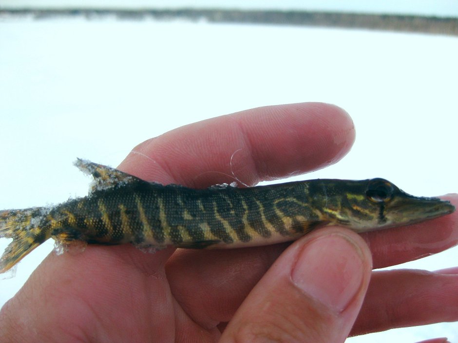 Щука обыкновенная малек