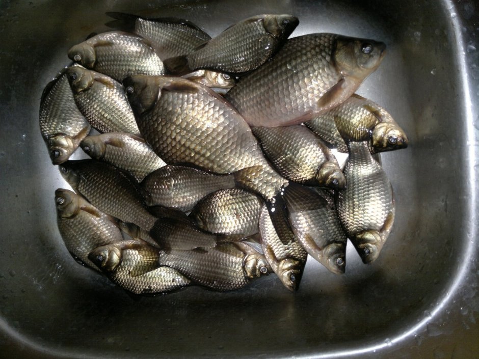 Обыкновенный плотва малек