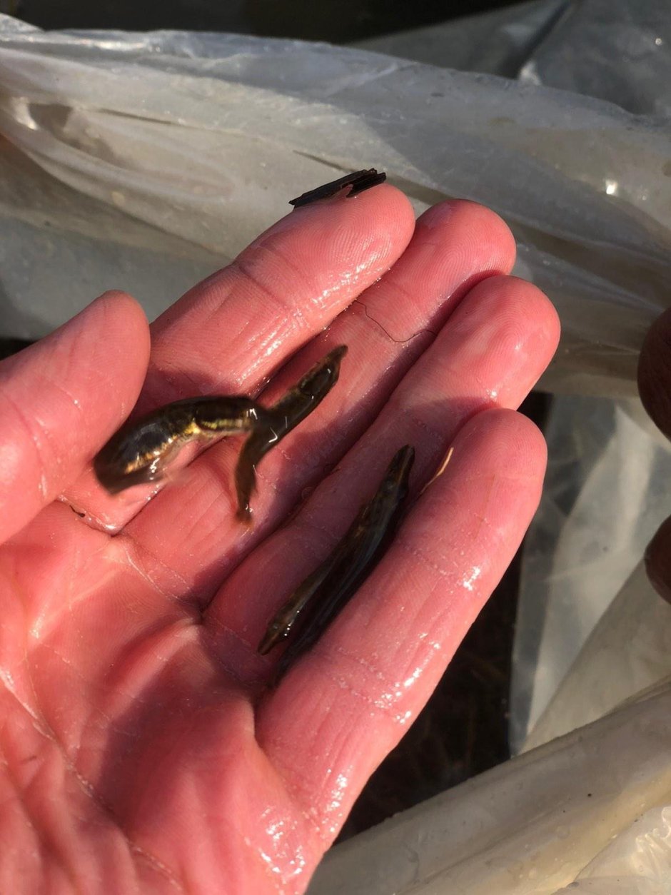 Вылупившийся малек щуки