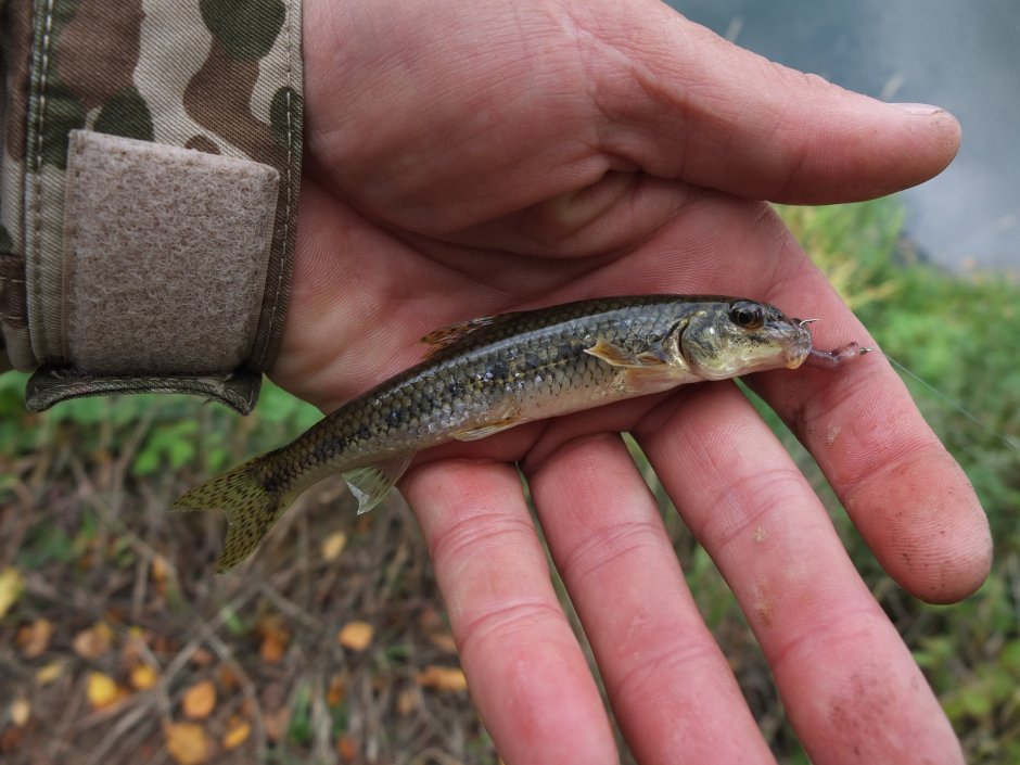 Амурская колюшка