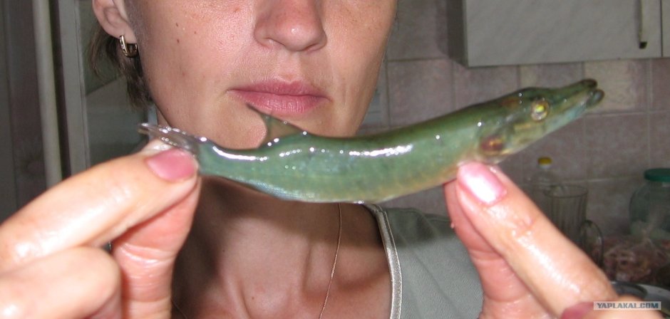 Щука и щуренок