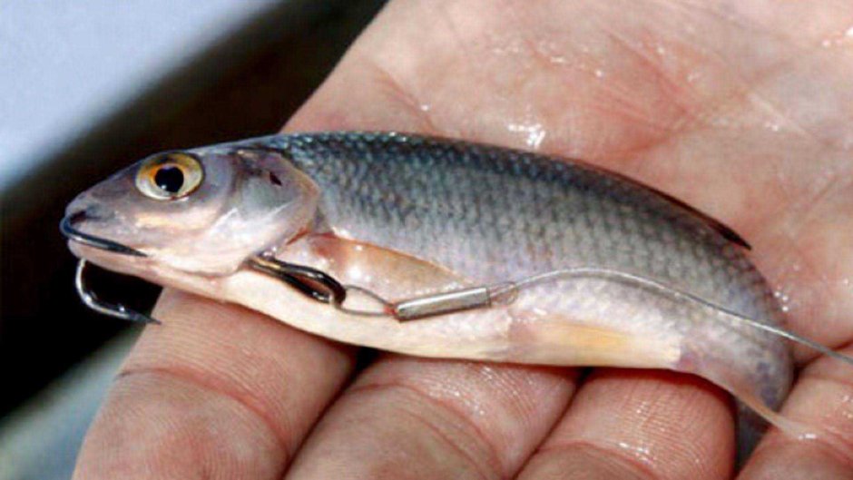 Лунный рыбацкий календарь на 2022 год