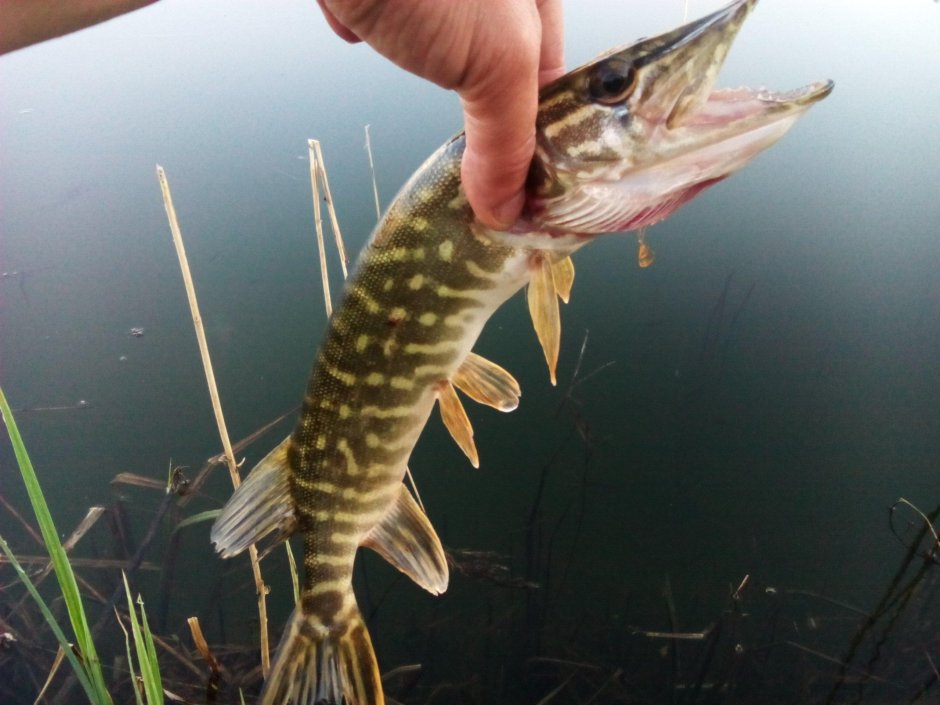 Щука под водой