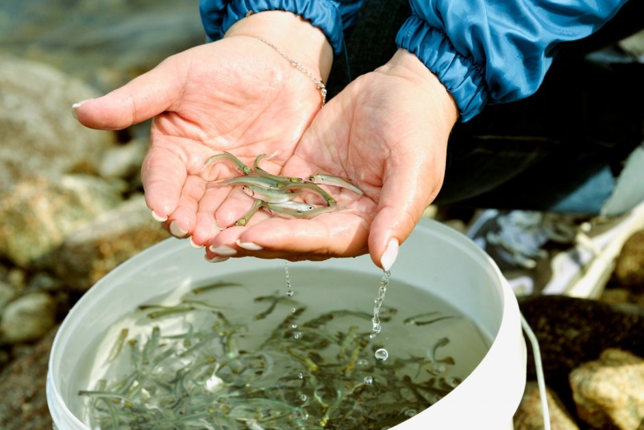 Речной гольян пескарь