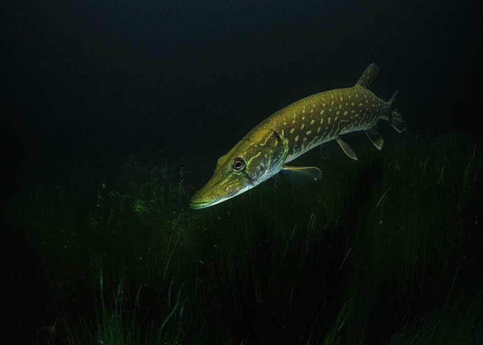 Щука гоняет малька