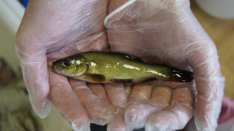 Щука в раковине