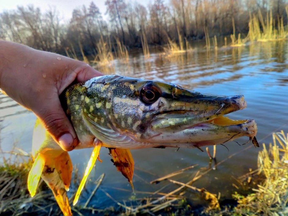 Рыбы Каспийского моря