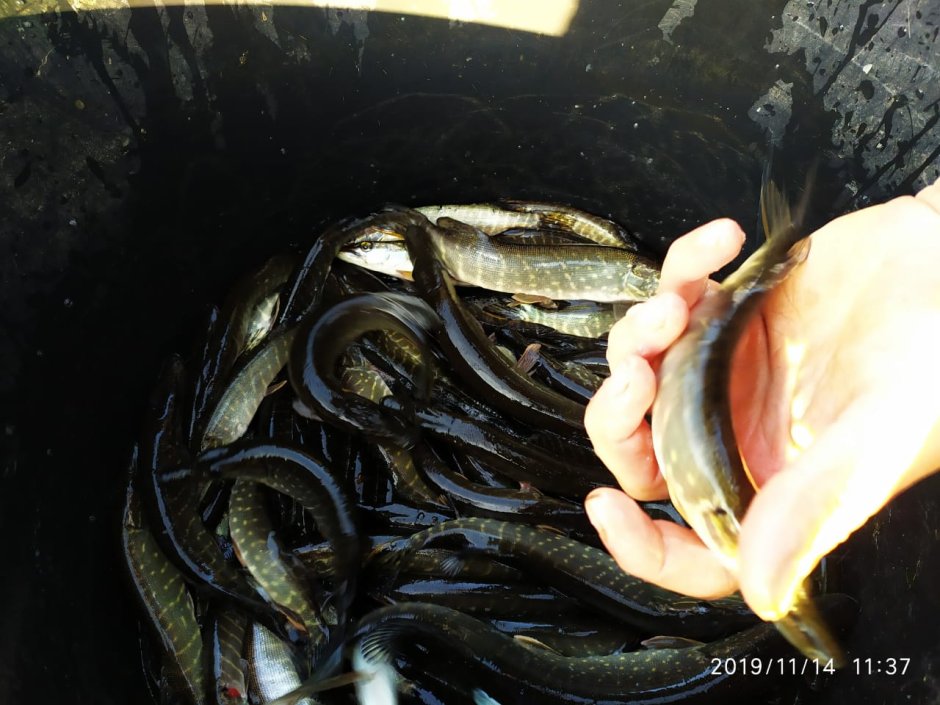 Процент выживаемости Молька щуки впруду