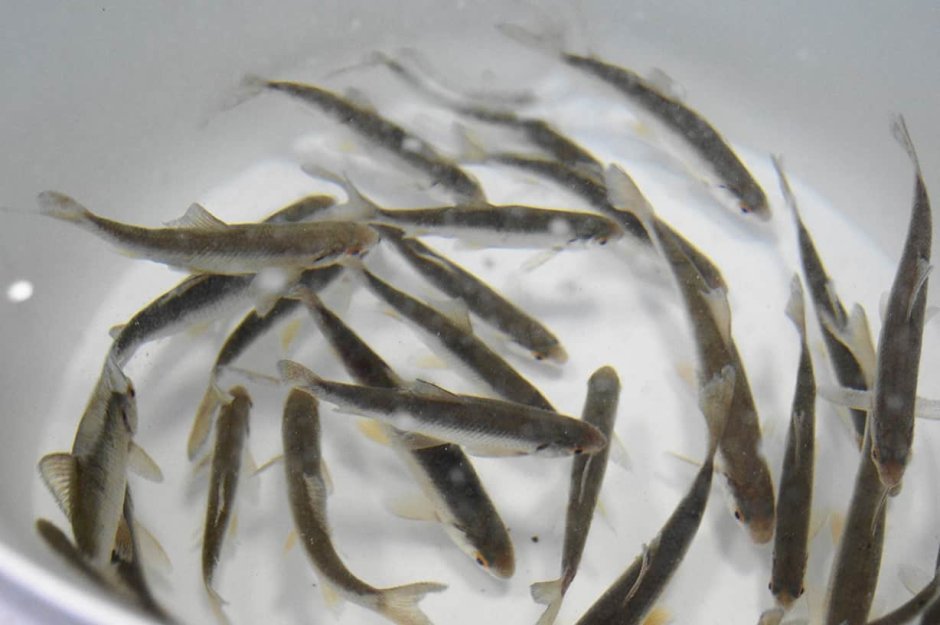 Мальки Сибирского осетра