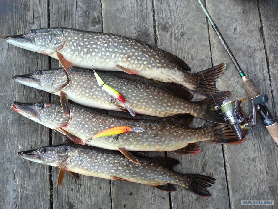 Зимняя рыбалка ротан