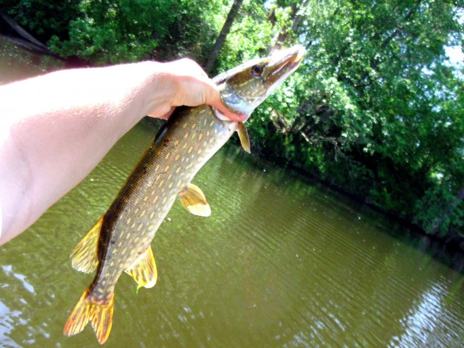 Сибирский пескарь