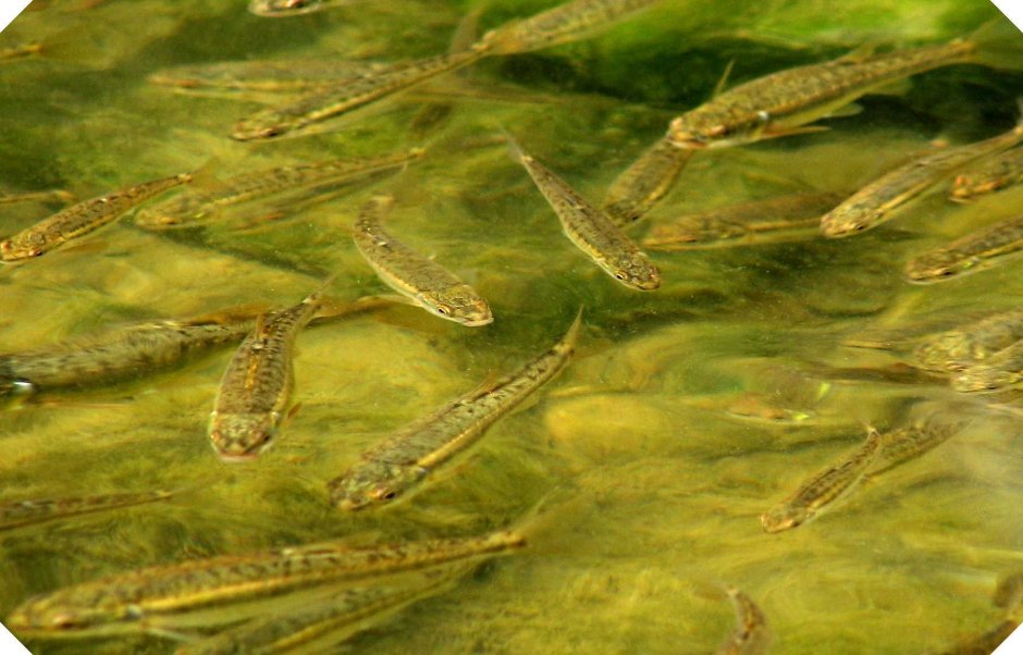 Насадка малька на крючок для судака