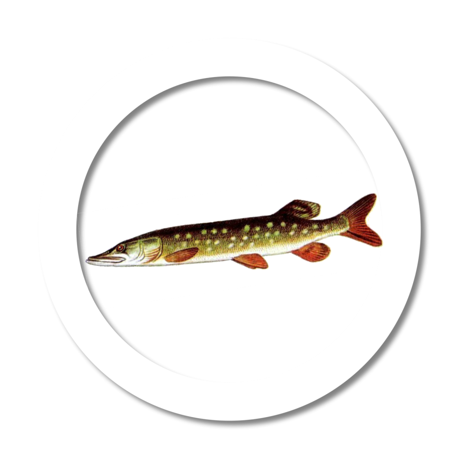 Эмеральд обыкновенная щука