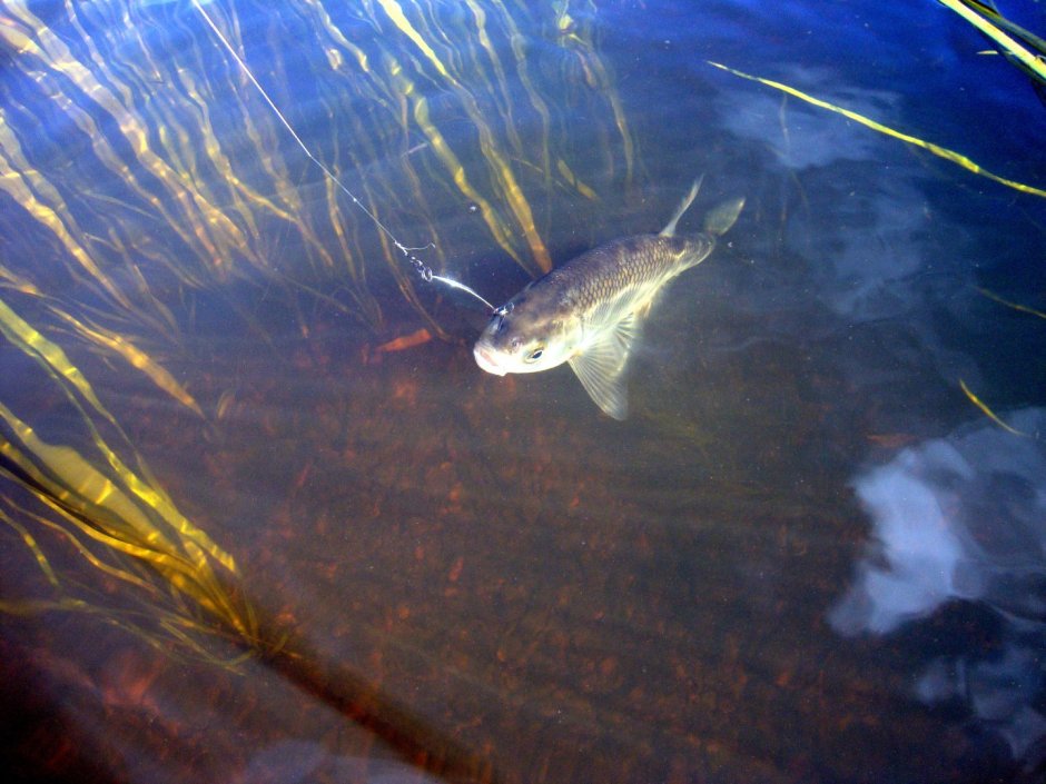 Щука щурята первый класс