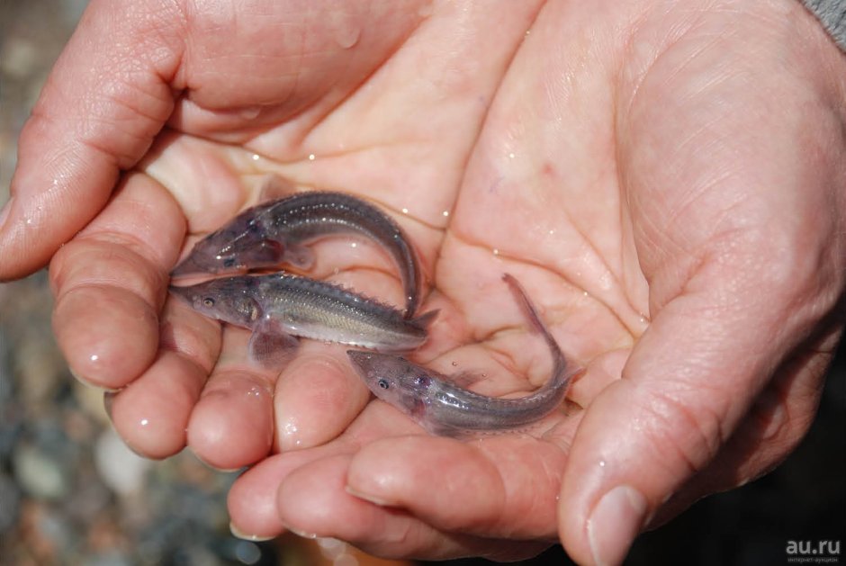 Малек пескаря