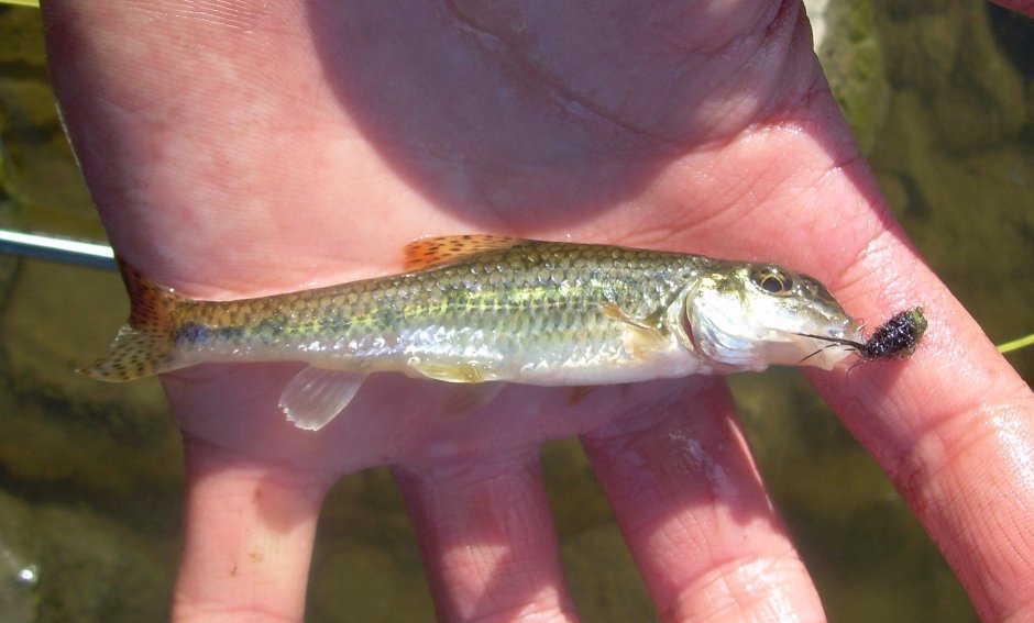 Щурята мальки