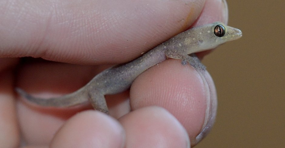 Карликовый геккон (Sphaerodactylus ariasae)