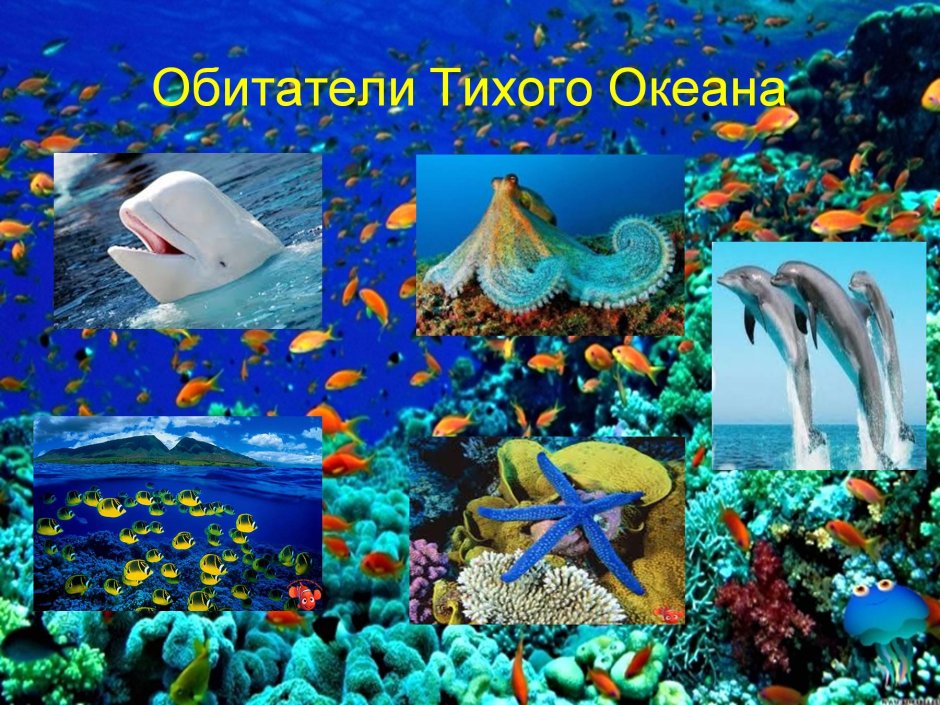 Обитателитихогг океана