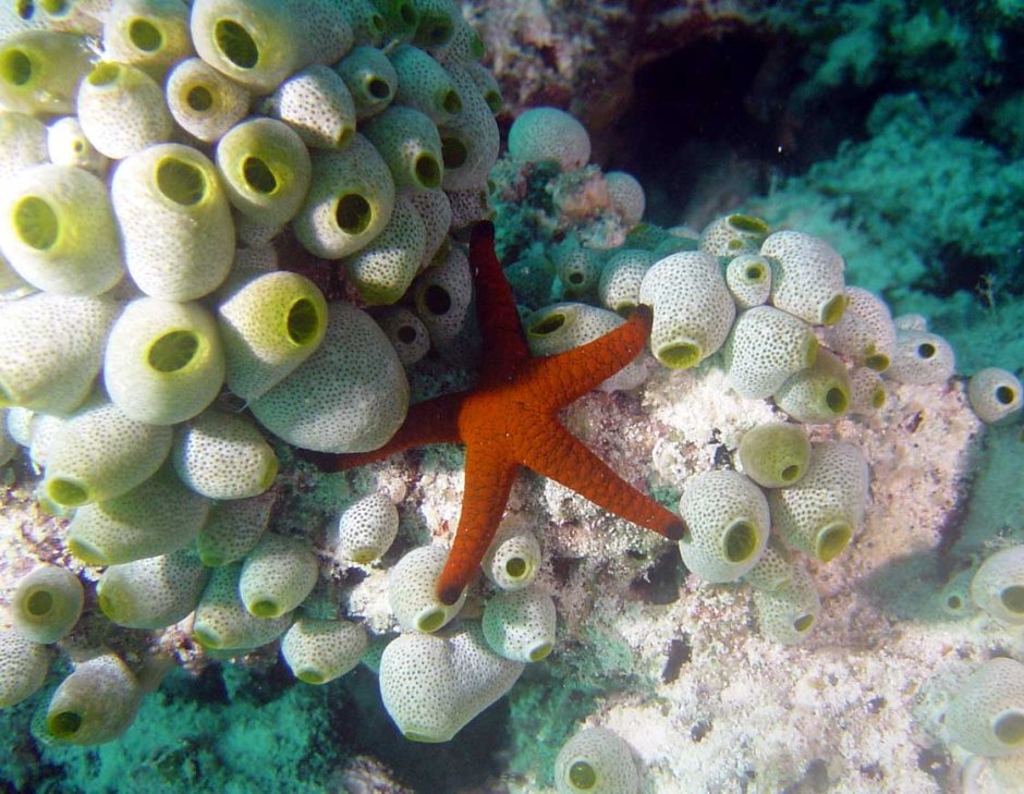 Морская Флора и фауна
