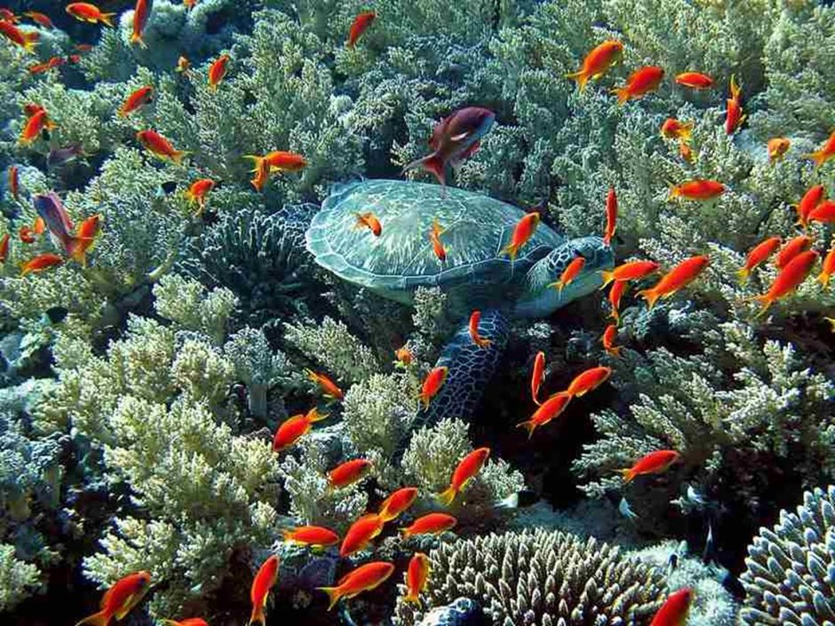 Фауна Адриатического моря