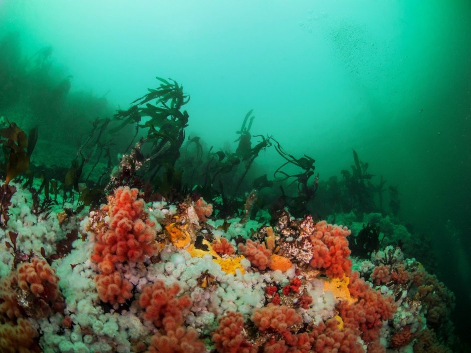 Галапагосский морской заповедник