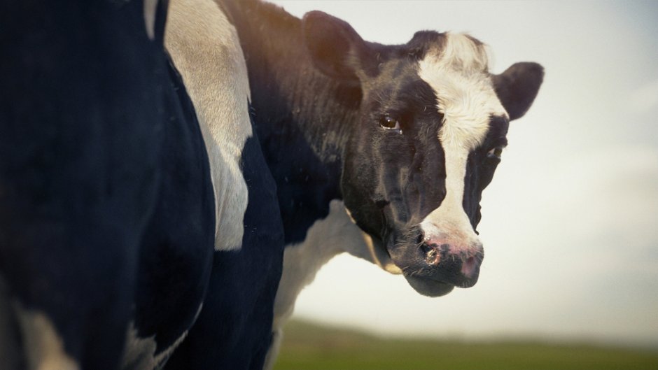 Корова кричит