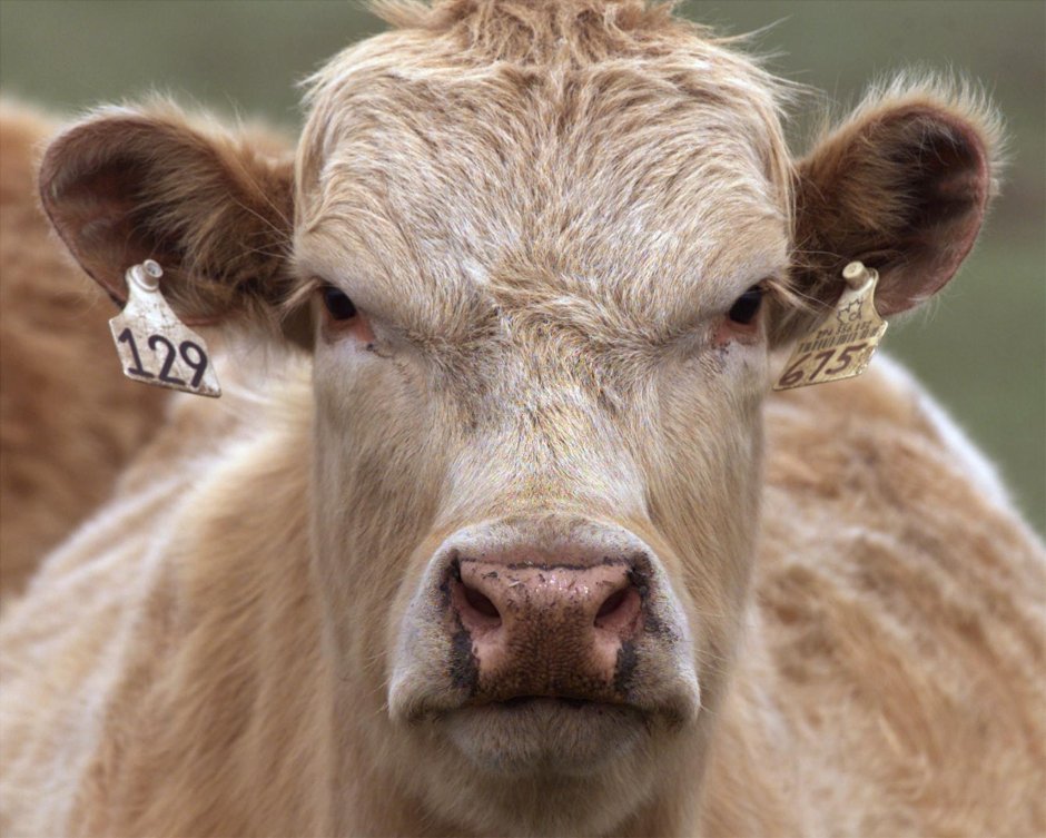 Злобная корова