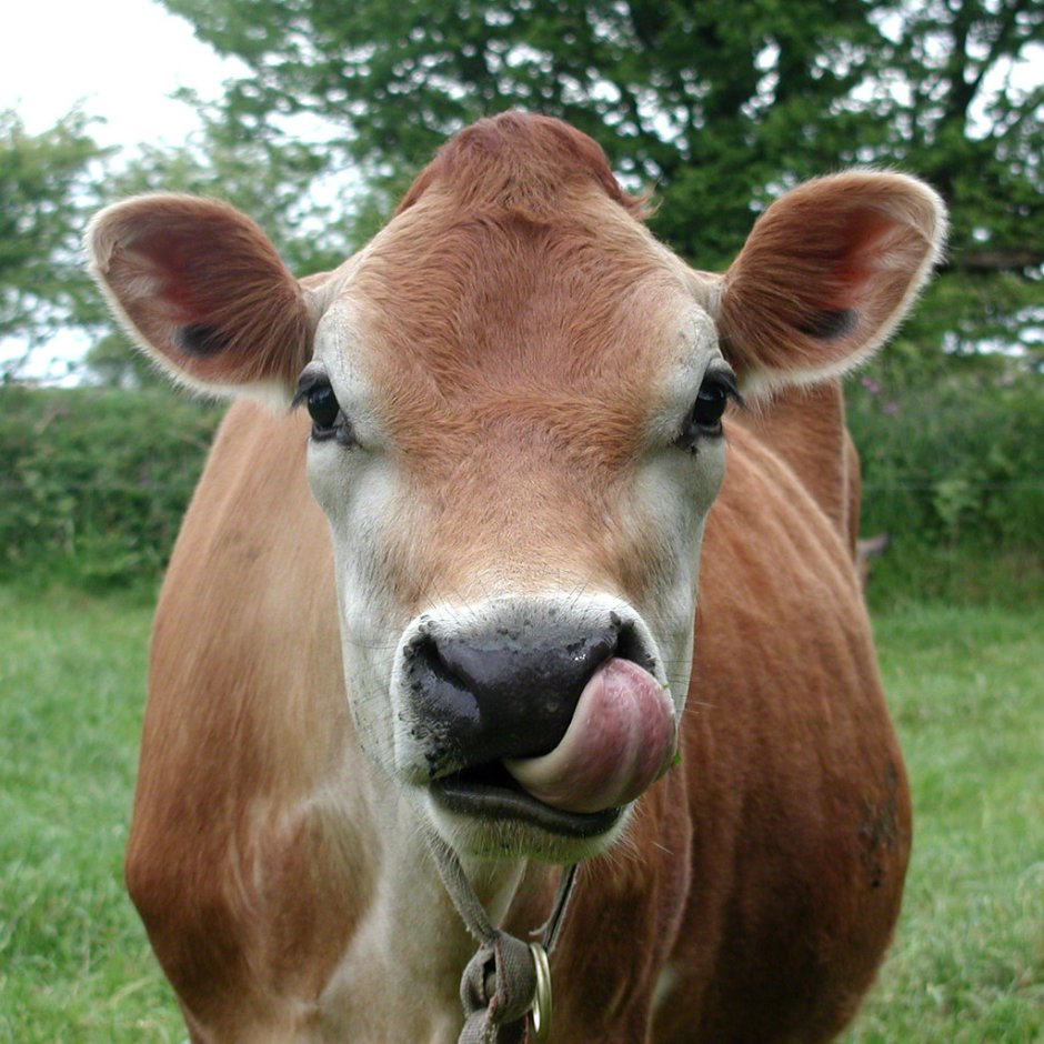 Корова с высунутым языком