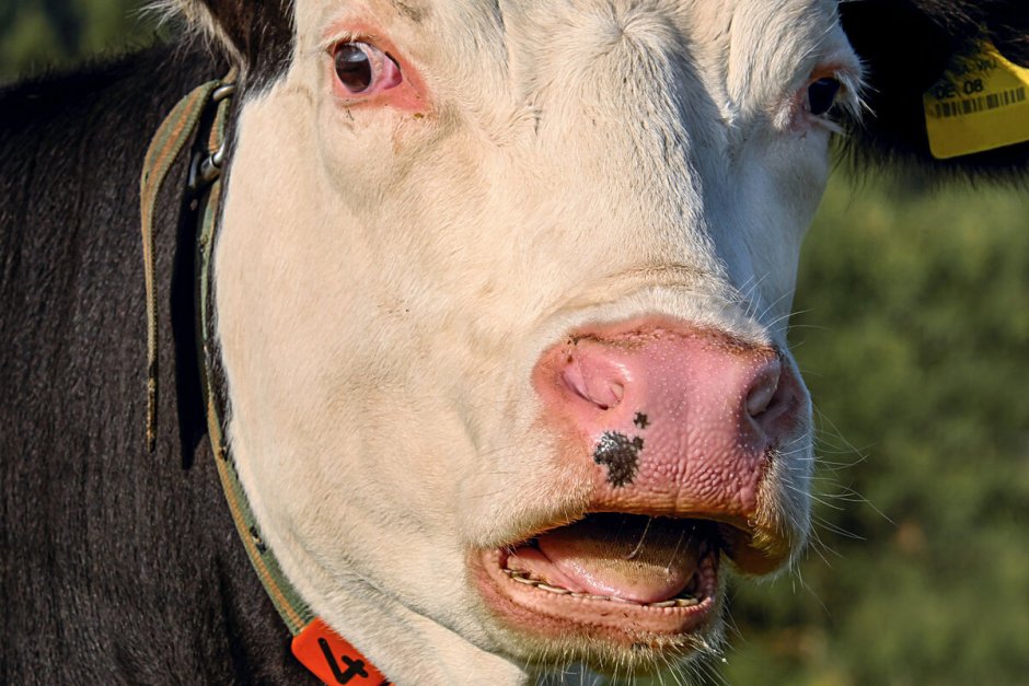 Бешеная корова