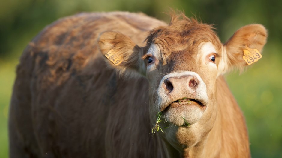 Морда коровы