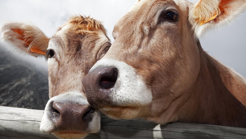 Корова бодается