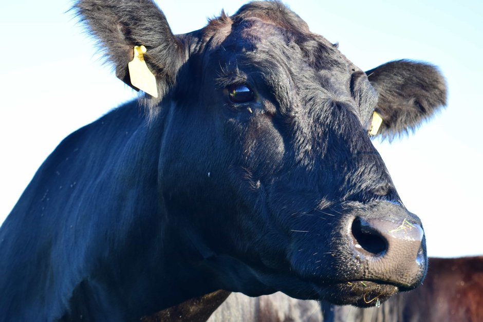 Голубой бык