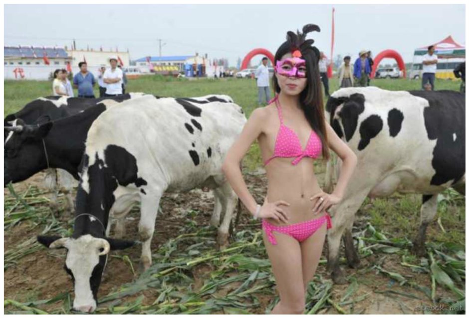 Корова в купальнике