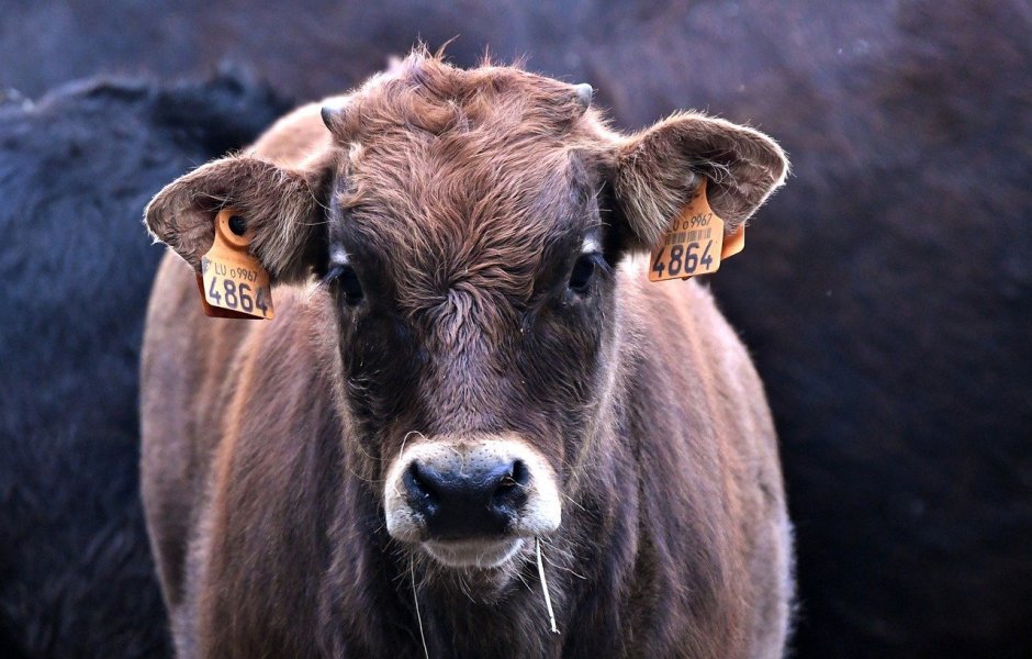 Грустный теленок
