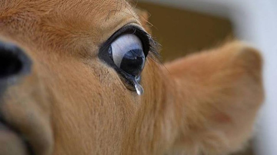 Корова мультяшная