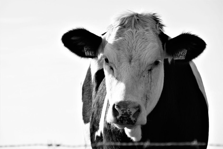 Грустный теленок