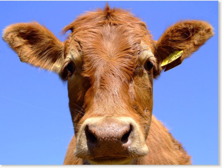 Корова с грустными глазами