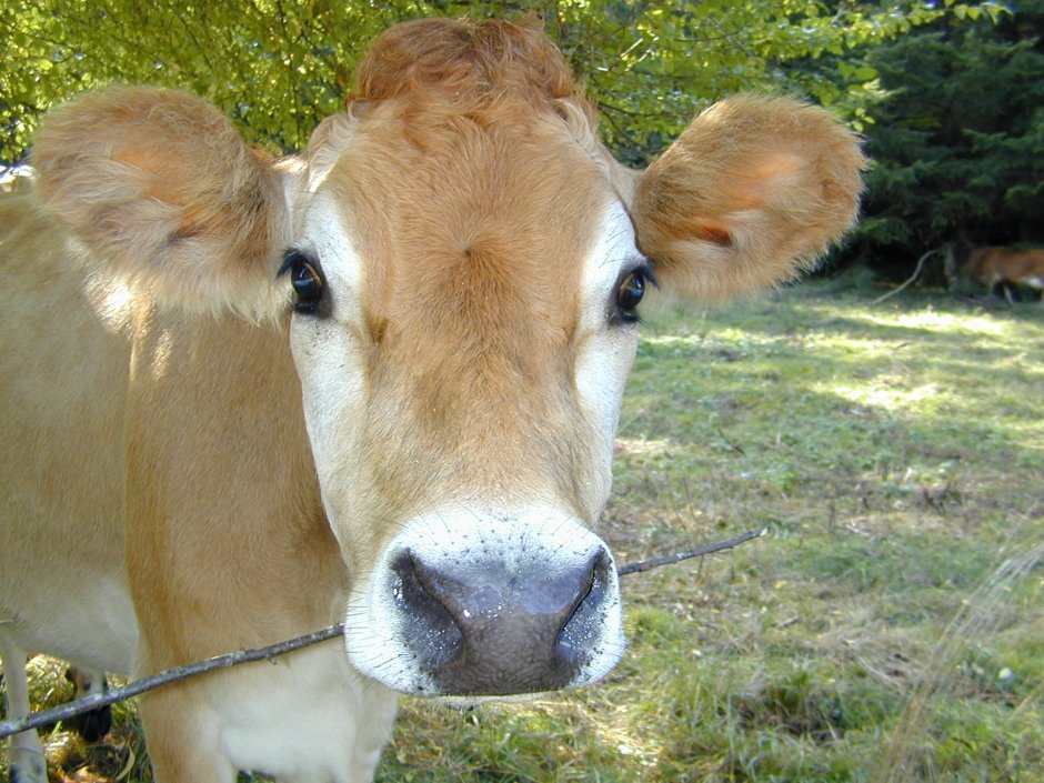 Милые телята