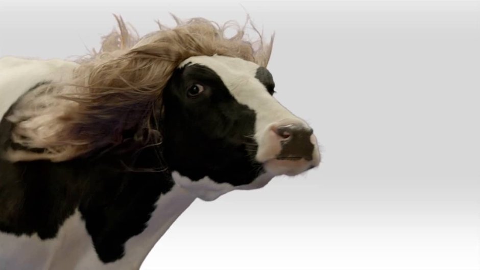 Корова подмигивает