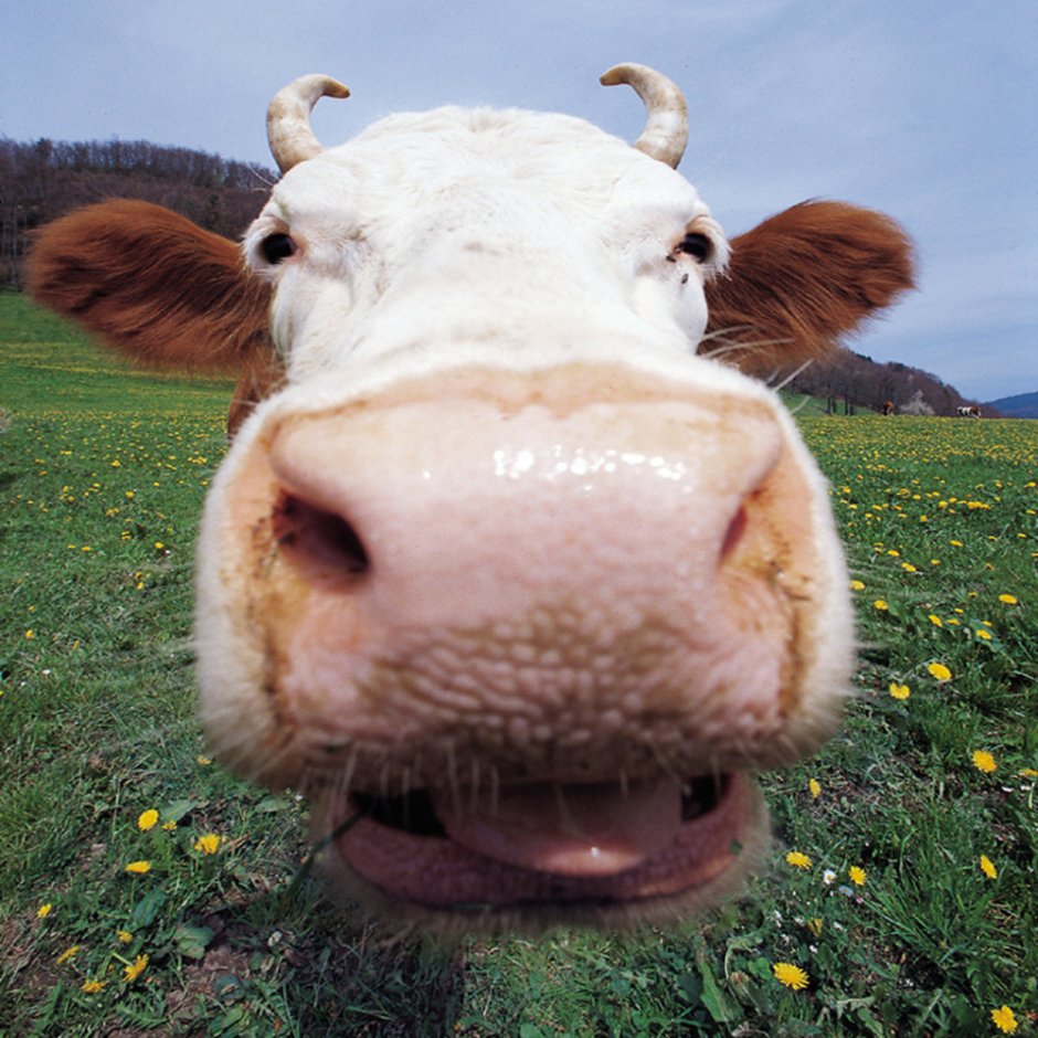 Смешные коровы