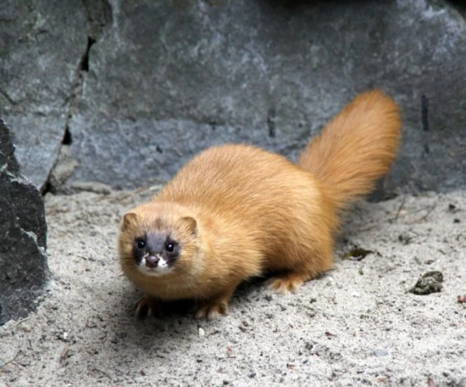 Колонок Mustela sibirica