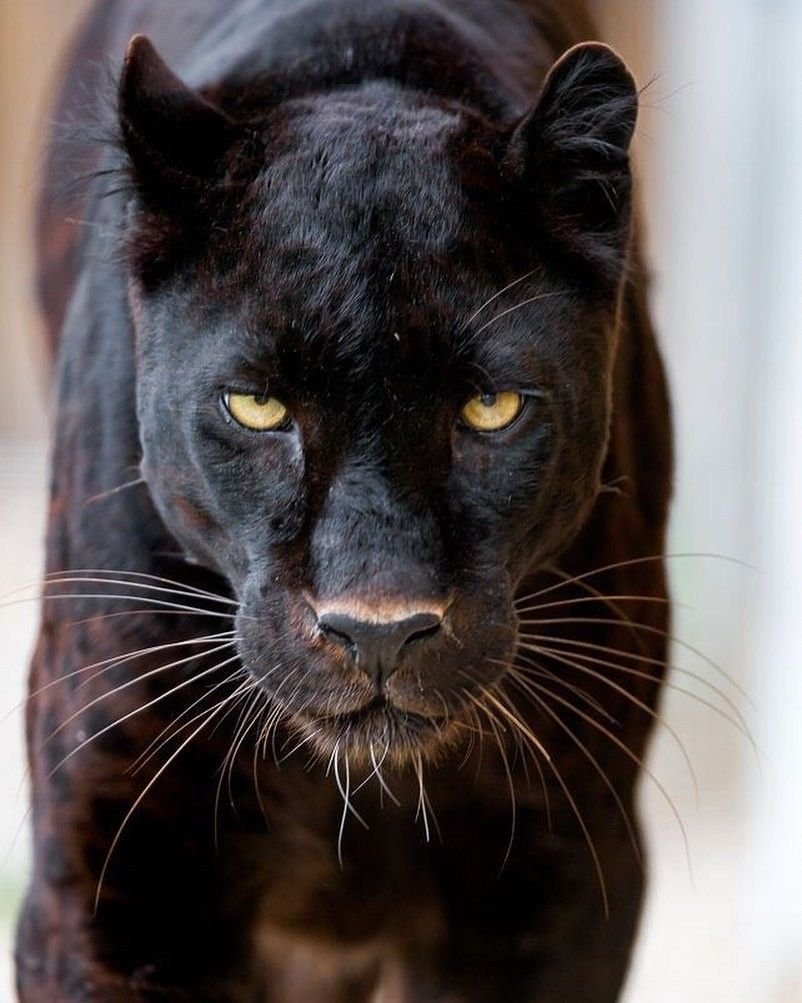 Пума черная Пума