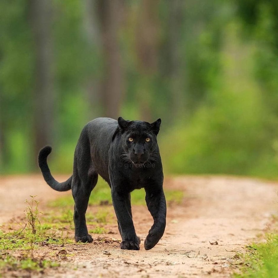 Пантера спереди