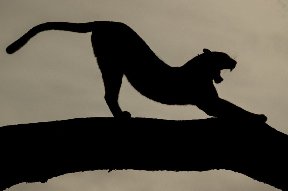 Силуэт пантеры в прыжке