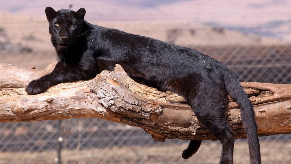 Домашняя Пума черная