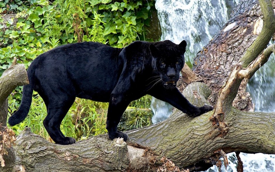 "Горная пантера" (Бергепантер)