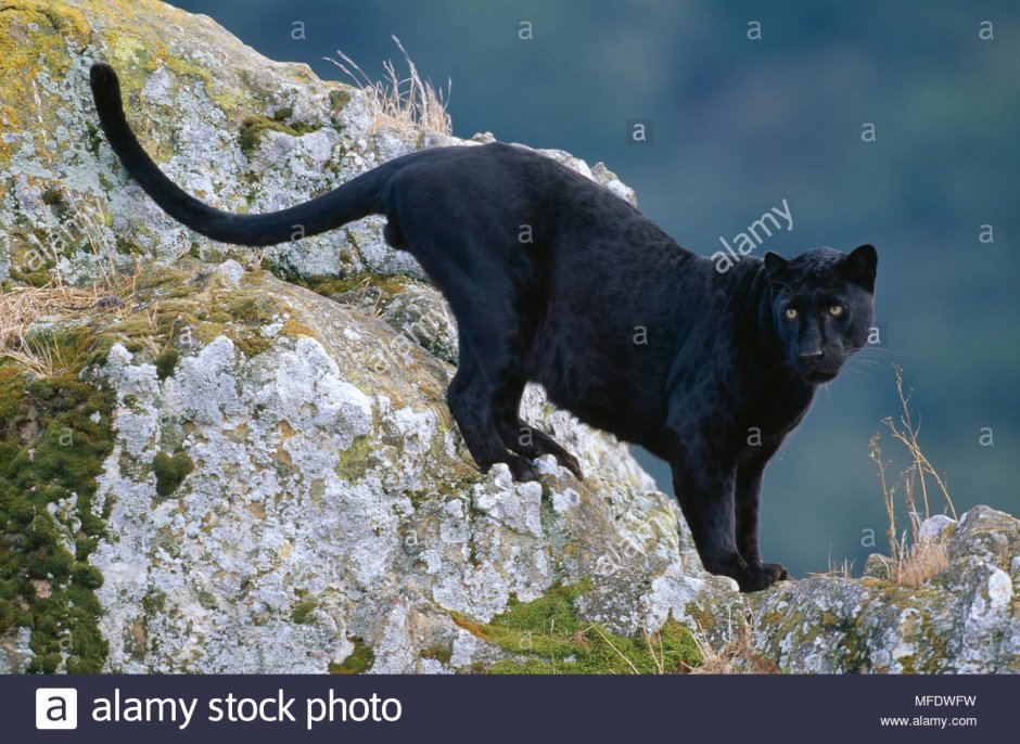 Пантера в прыжке