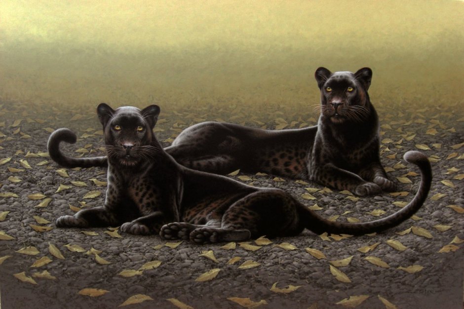Чёрная пантера арт животное